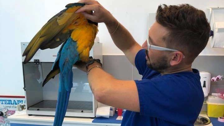 Il pappagallo femmina Franky operata dal dottor Grabriele Fabbrizi