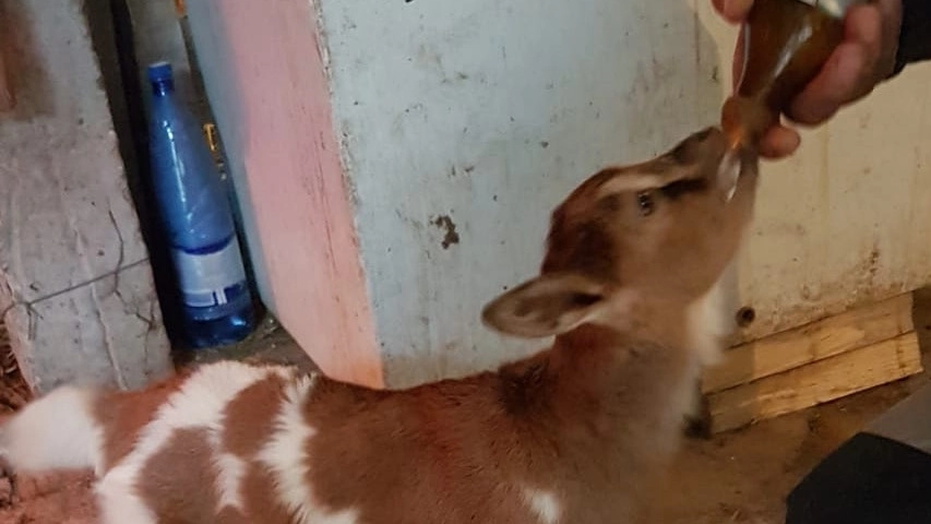 L’allattamento di uno dei capretti di Valle Lepri