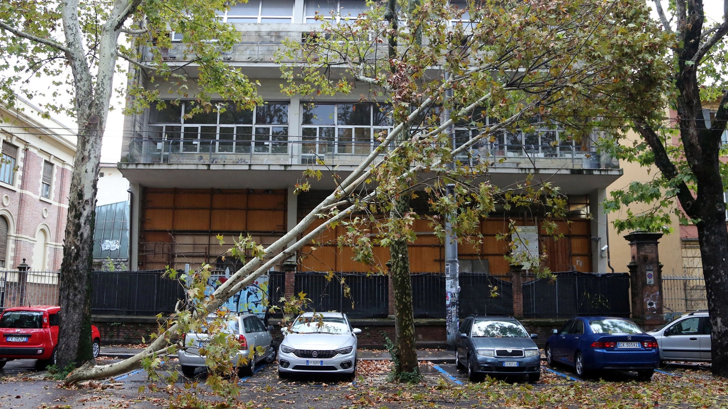 L’albero caduto sui fili del filobus in via Irnerio (Foto Schicchi)