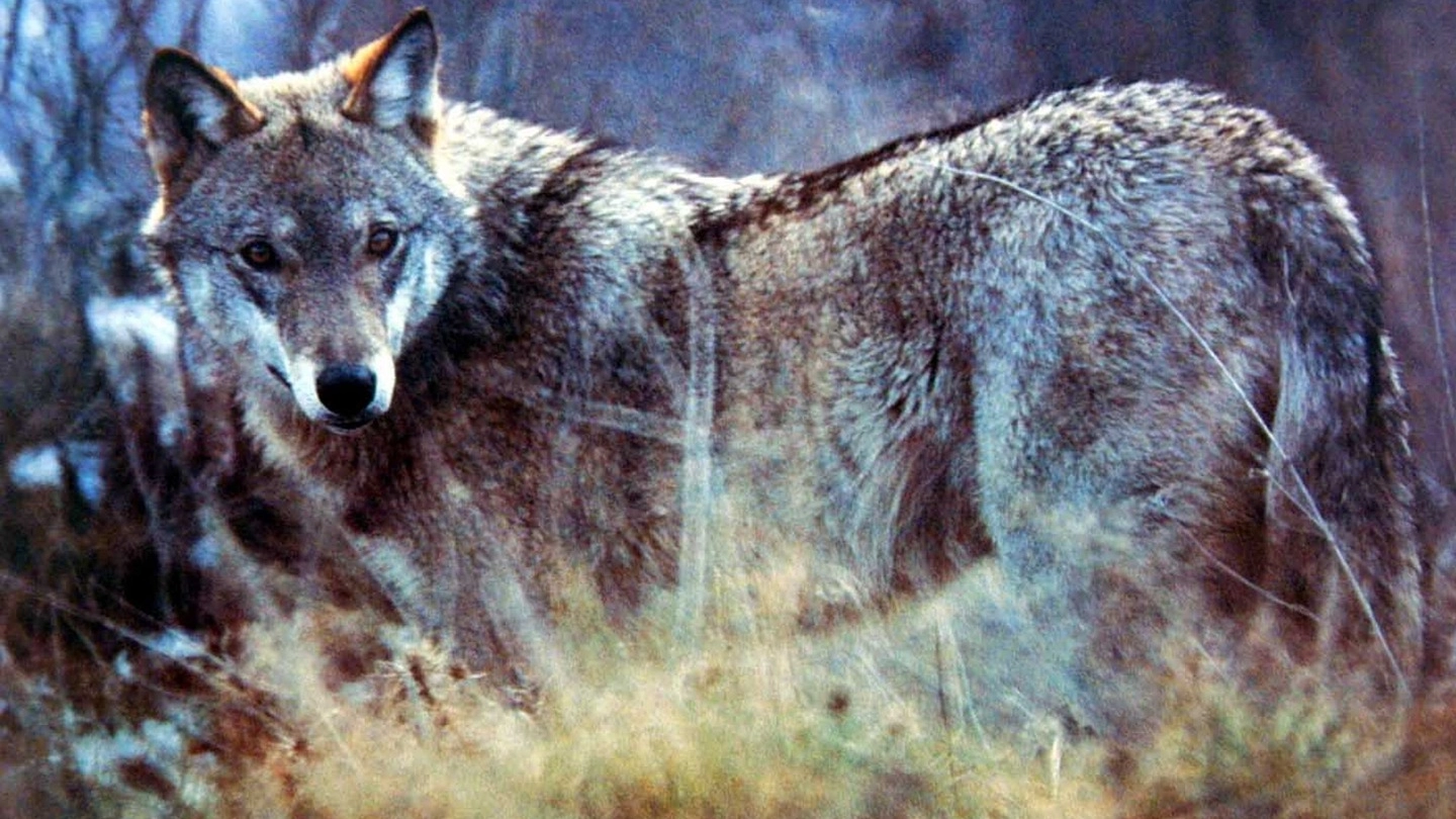 Un lupo (foto d’archivio)