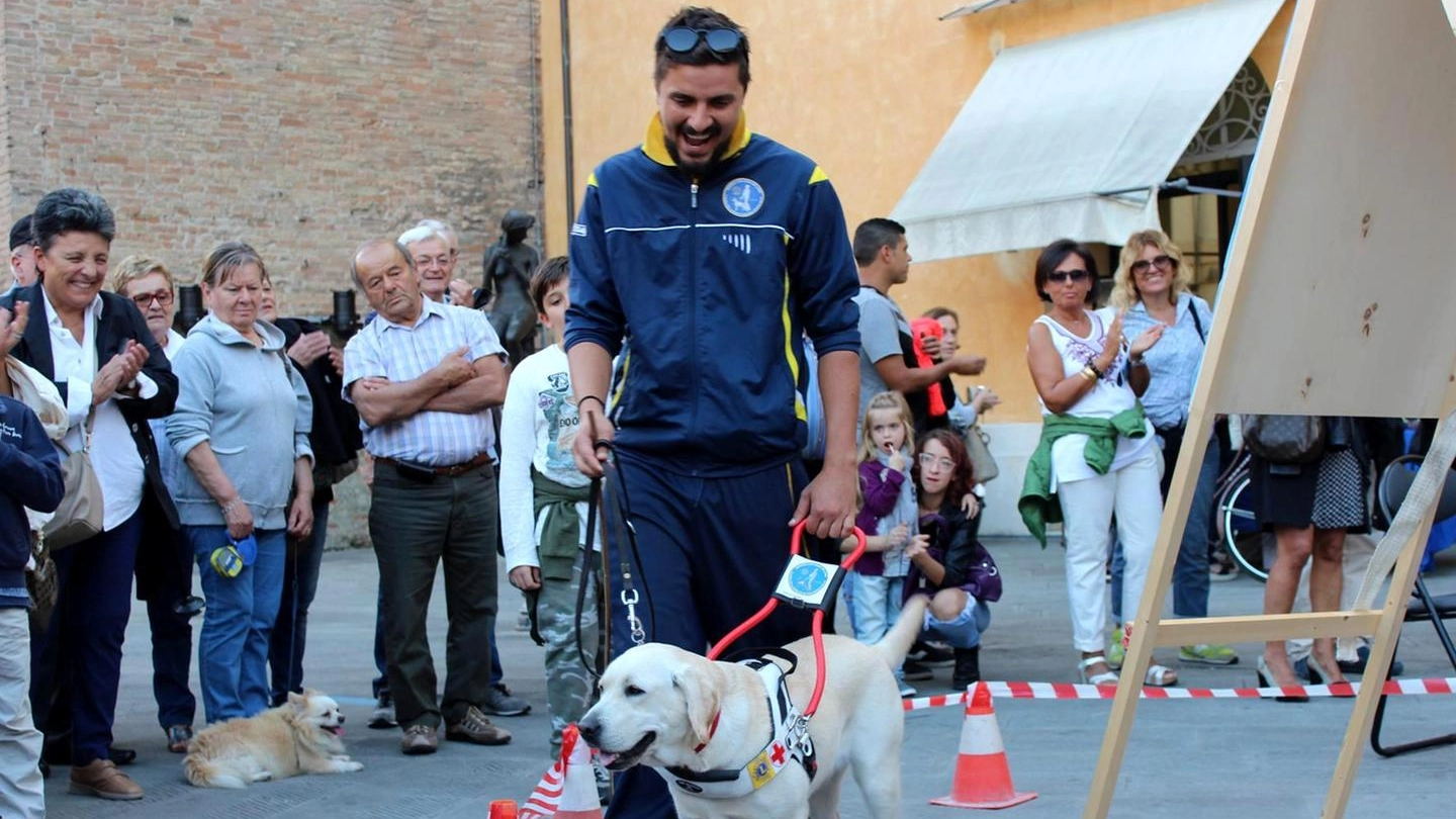 Bagnacavallo, il cane guida donato a una persona ipovedente (Foto Scardovi)