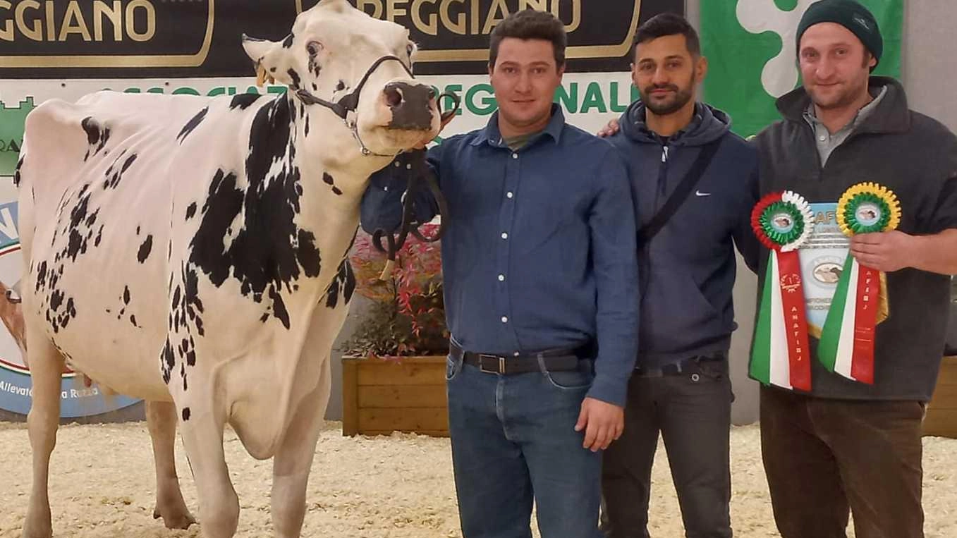 A Rivara la miglior vacca da latte  Hortensia premiata a ’Bovimac’
