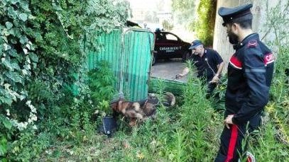 Il cane antidroga dei carabinieri al lavoro