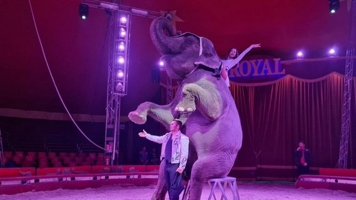 Un elefante si esibisce in un circo, foto generica