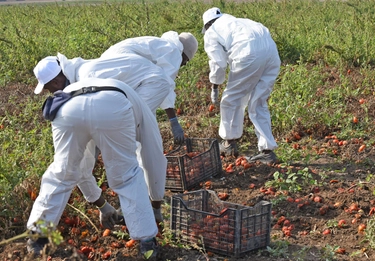 Click day, in Veneto quote esaurite. Agricoltori: “Servono 10mila lavoratori”