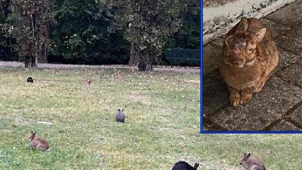 Conigli malati nel parco dei bimbi: "Il prato è un cimitero  di animali"