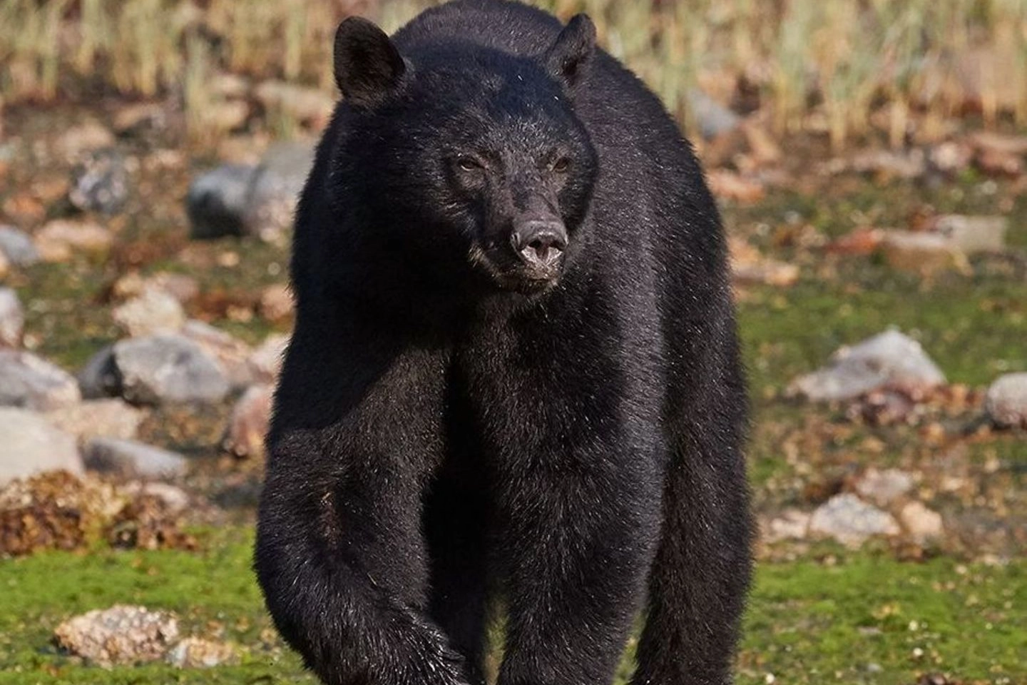 Un orso del Canada fotografato dal biologo e documentarista Michel Giaccaglia