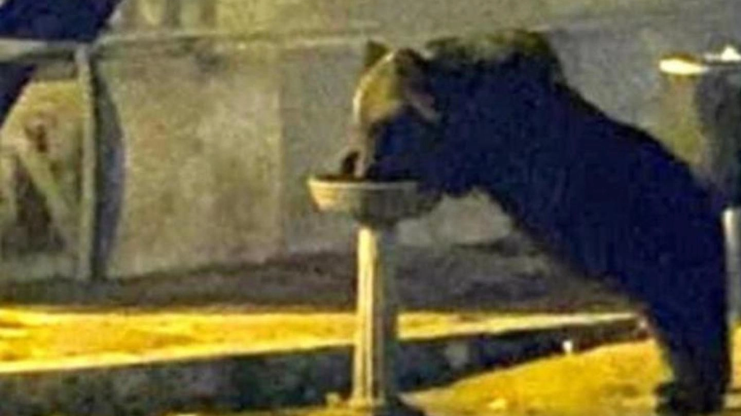 La scrittrice amandolese Alessandra Peretti ha scritto un libro sull’orso marsicano più famoso d’Italia: “Una sorta di favola, raccontata direttamente dal protagonista”