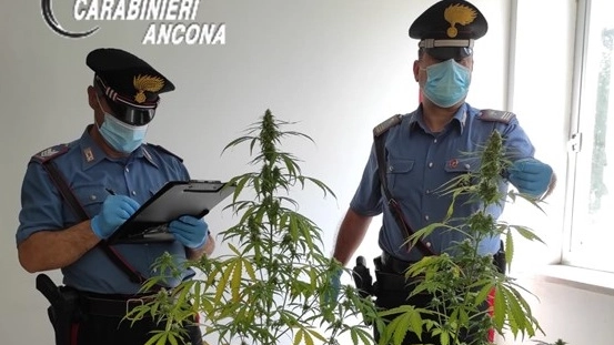I carabinieri con le piante di marijuana