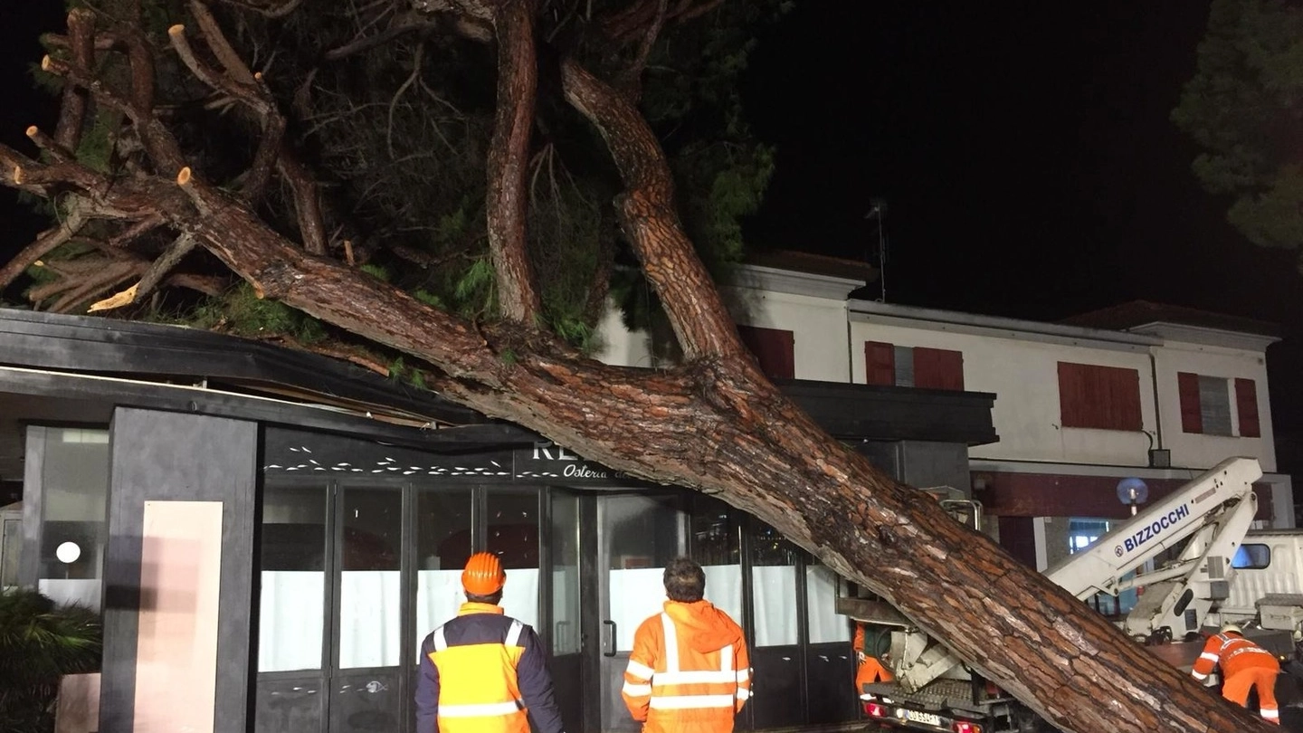 Maltempo a Cesenatico, un pino è caduto sui locali dell’ex Re Leone, chiuso da tempo