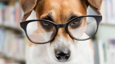 "Cani da biblioteca"  Nasce un circolo cinofilo  per trattare bene Fido