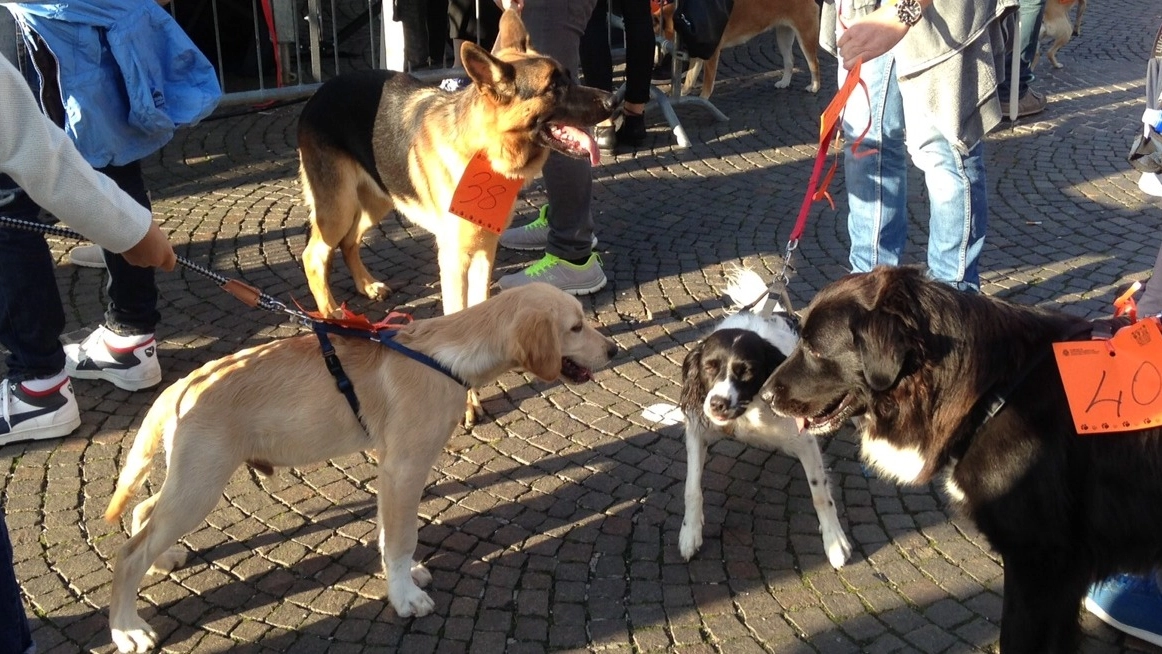 Cani in piazza (Foto Cellini)