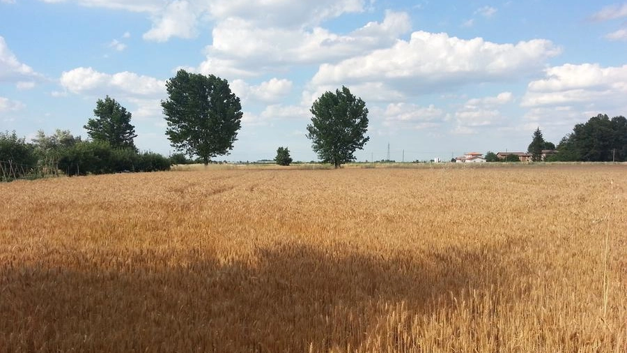 Un campo di grano
