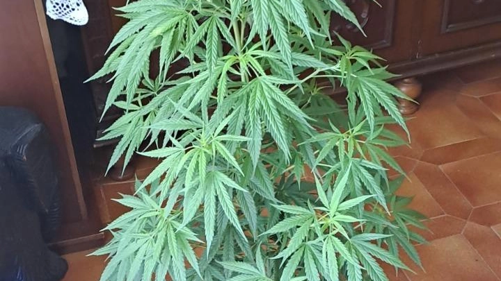 Coltiva marijuana in casa,  56enne denunciato  per due piante
