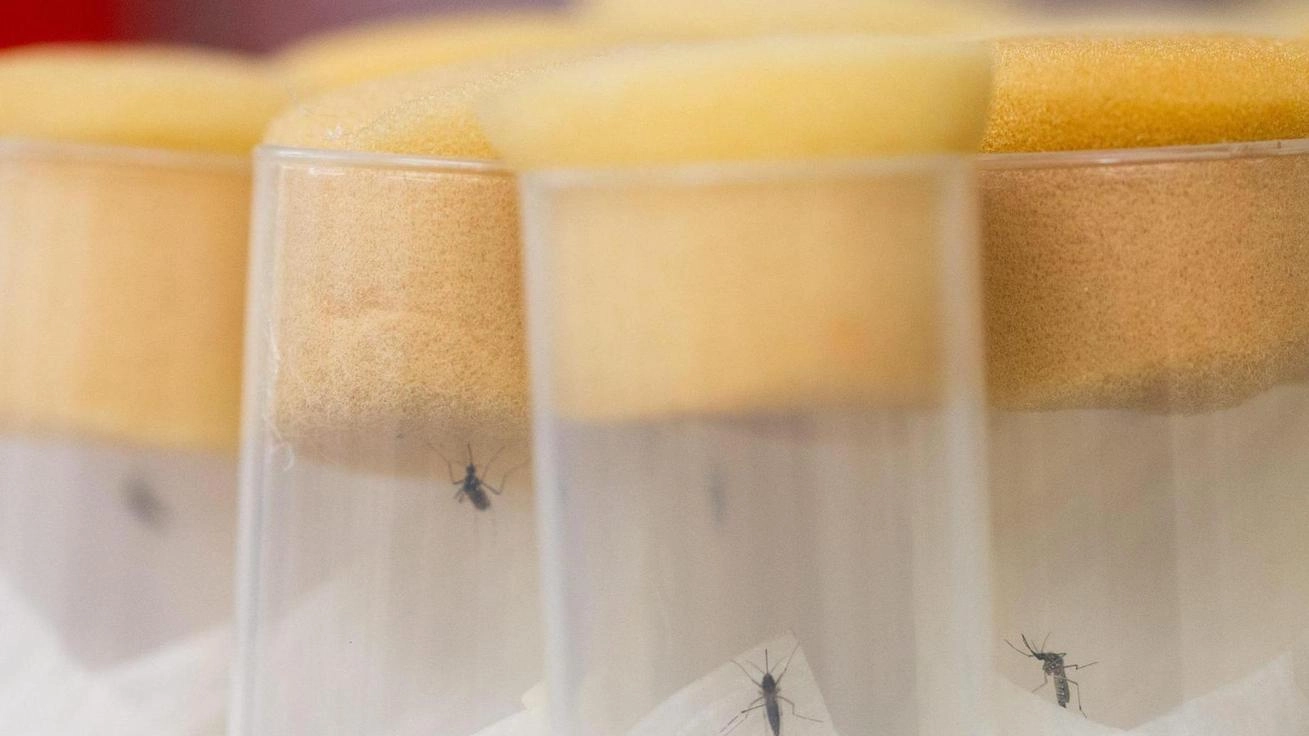 Aumentano i casi di Dengue in Italia (Ansa)