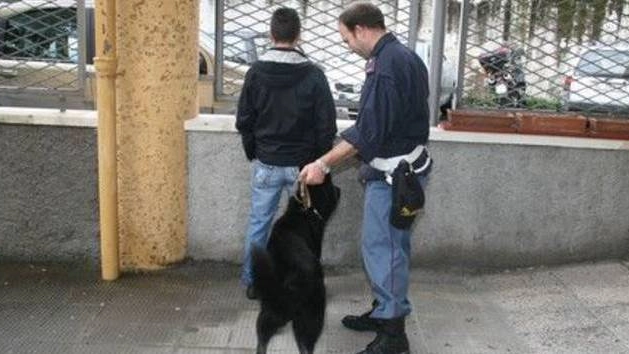 Un poliziotto con un cane antidroga (foto repertorio)