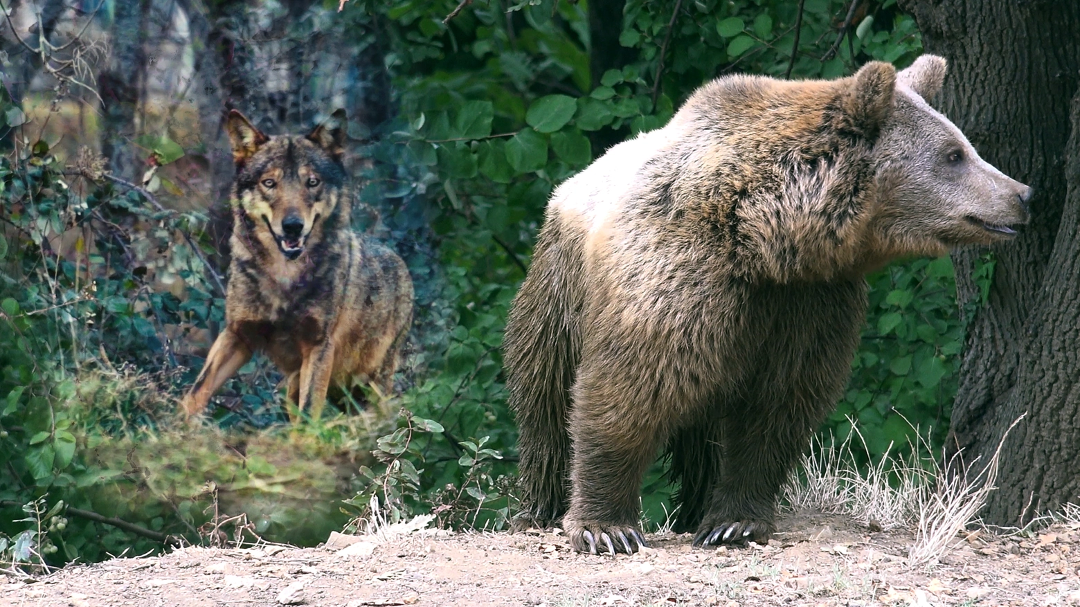 Lupi e orsi, un tempo cacciati