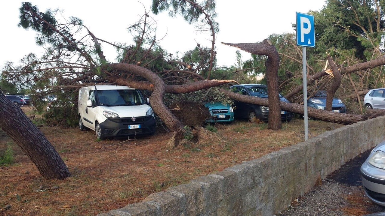 Rovigo, maltempo, alberi caduti sulle auto (foto Moretto)