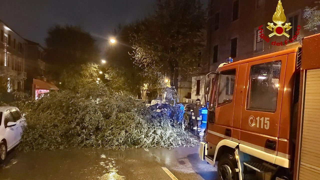 Meteo, a Bologna il maltempo fa danni: l'albero caduto in via Bentivogli