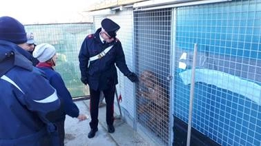 Allevamento abusivo di pitbull scoperto dai carabinieri