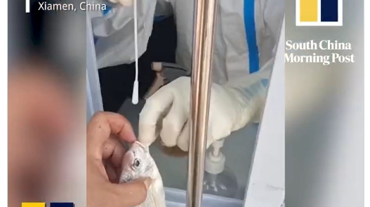 Test Covid sui pesci in Cina 