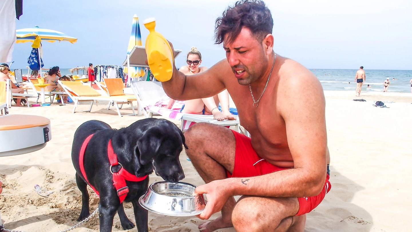 Da questa estate  in Riviera i cani possono immergersi in mare in alcune zone  e in orari limitati Ma non a tutti fa piacere tuffarsi vicino  a Fido