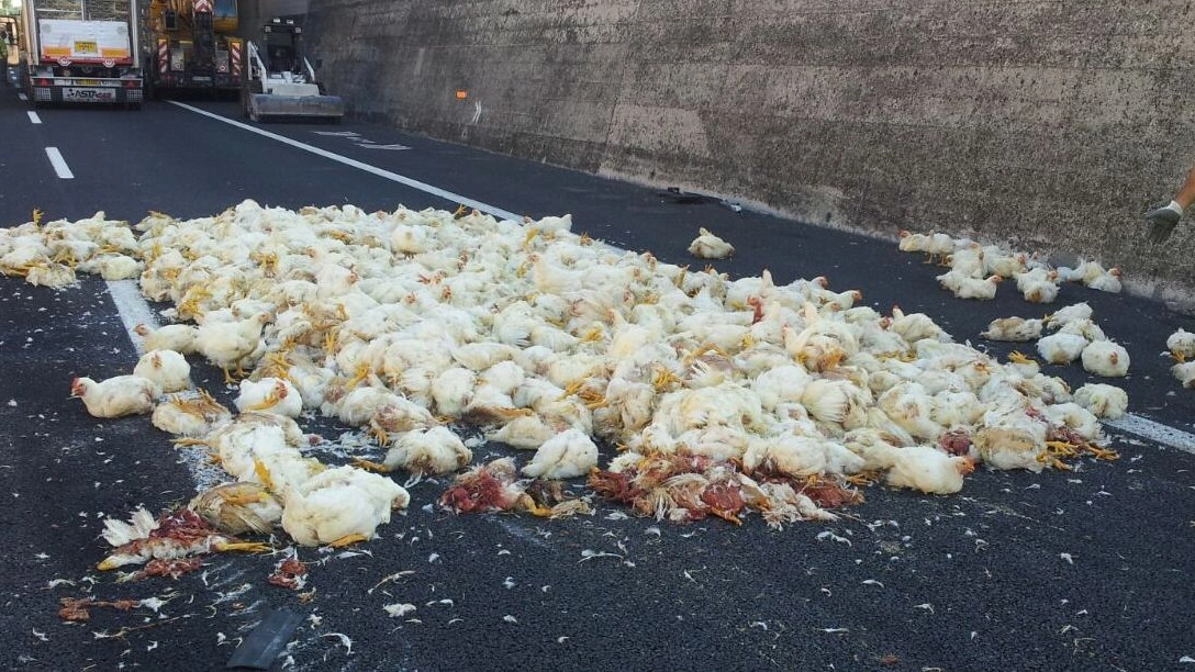 I polli morti in A14 a Porto Sant’Elpidio 