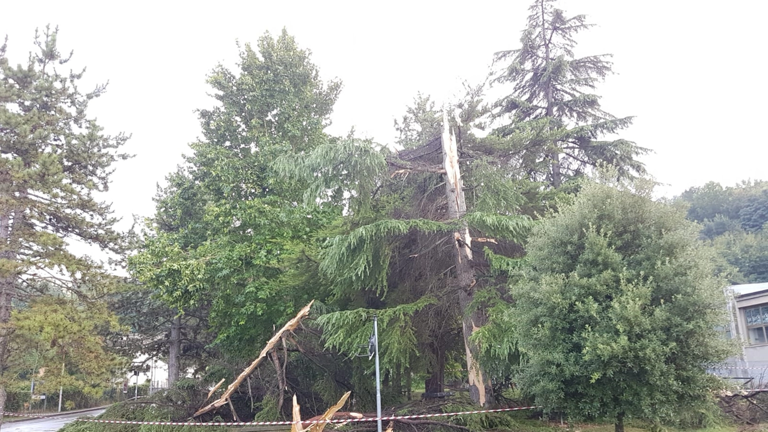 L'albero caduto nei pressi del liceo artistico Licini