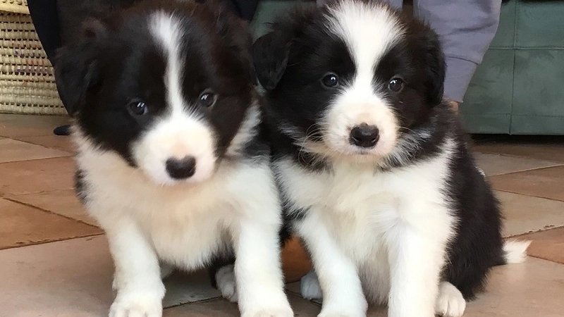 Due cuccioli di Border Collie