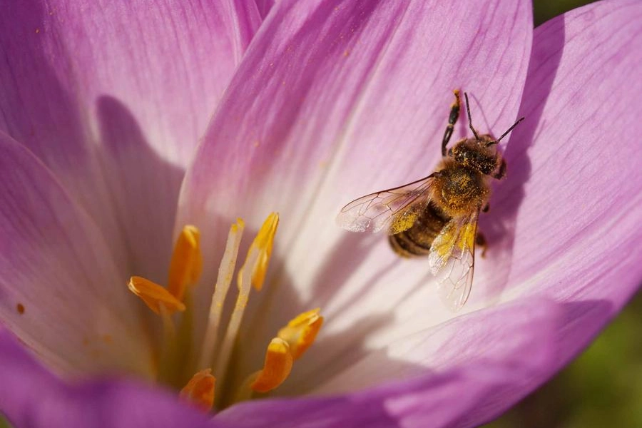 Le condizioni ambientali verranno monitorate grazie alle api