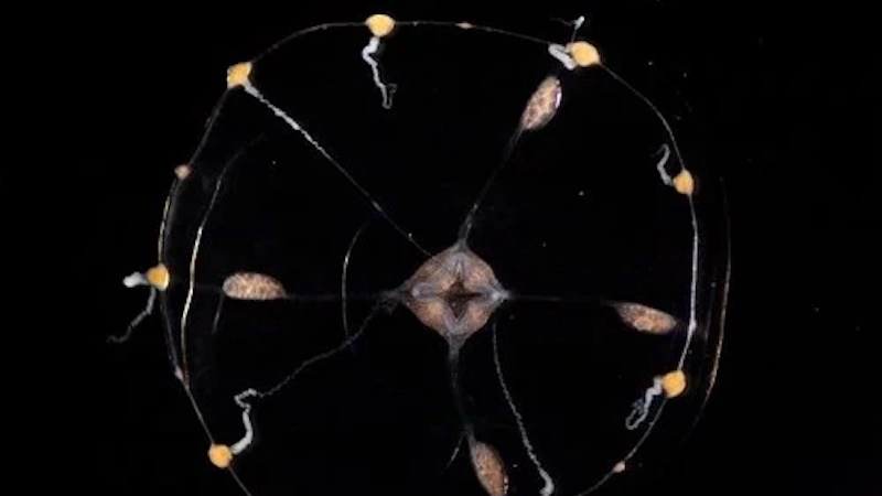 Un'immagine dello studio sulle meduse del Cal Tech