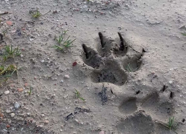 Terrore a Villagrande di Mombaroccio (Pesaro), otto lupi davanti a casa: “Il mio cane massacrato”