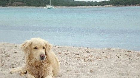 Chi porta il cane nelle spiagge non autorizzate rischia una multa di 200 euro