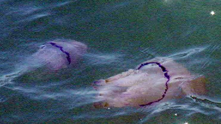 Le meduse al contatto con la pelle rilasciano una sostanza urticante (foto d’archivio)