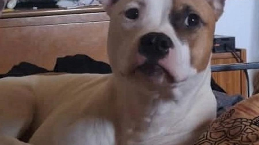 Il cane ucciso con una fucilata a Bologna