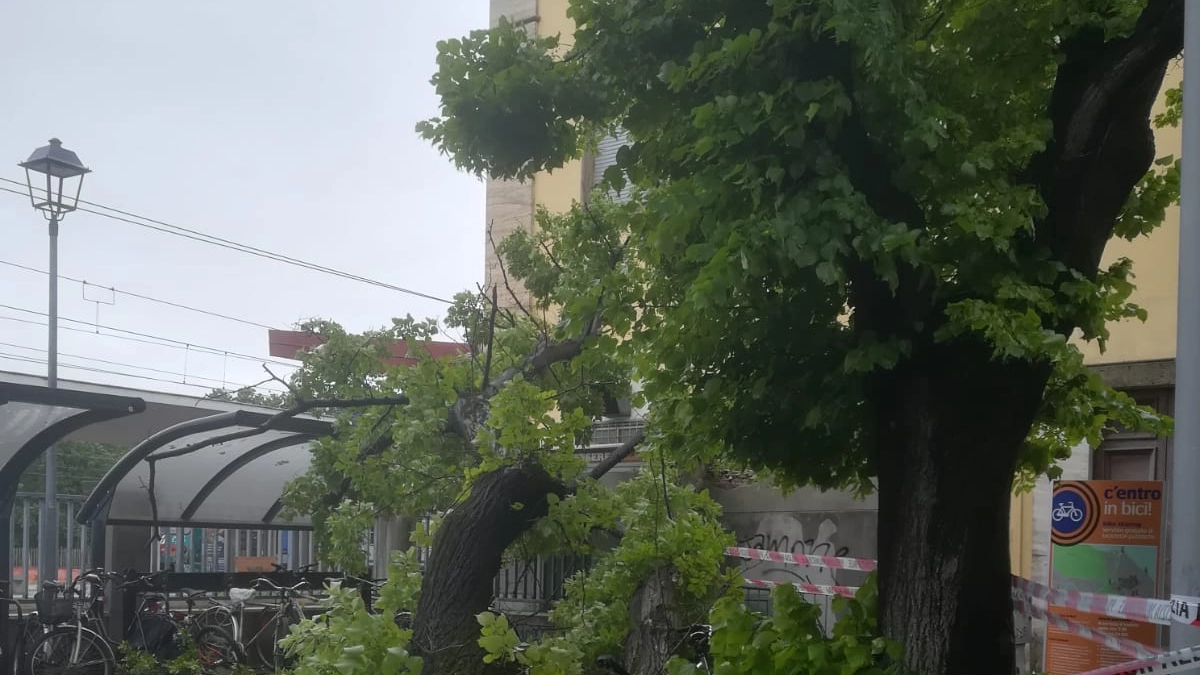 L'albero caduto appena fuori dalla stazione di Pesaro