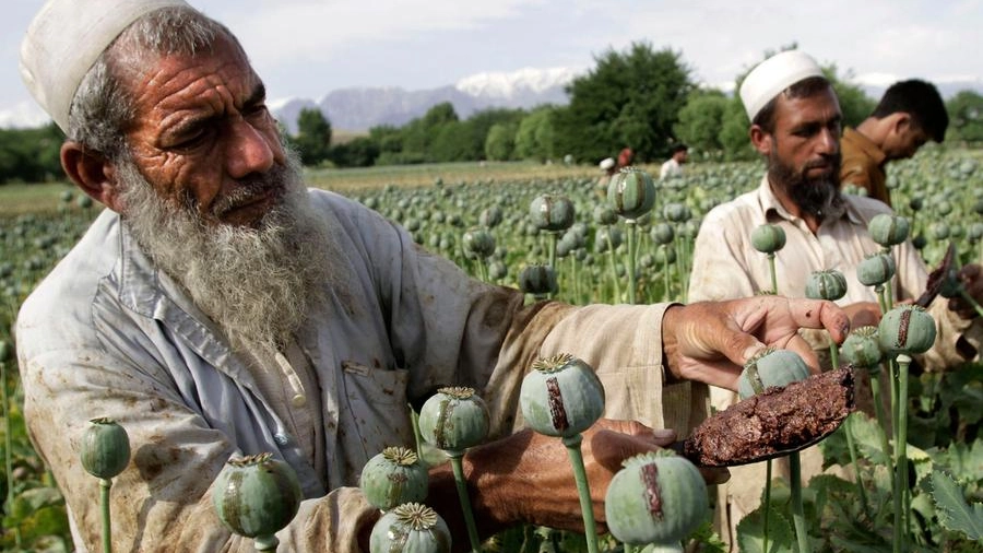 Contadini afghani al lavoro sui campi di oppio