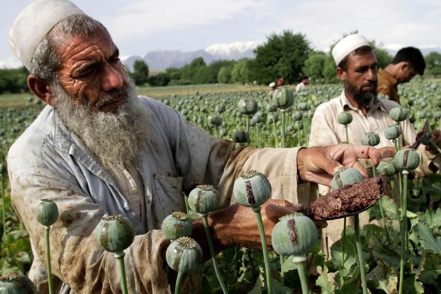 Contadini afghani al lavoro sui campi di oppio