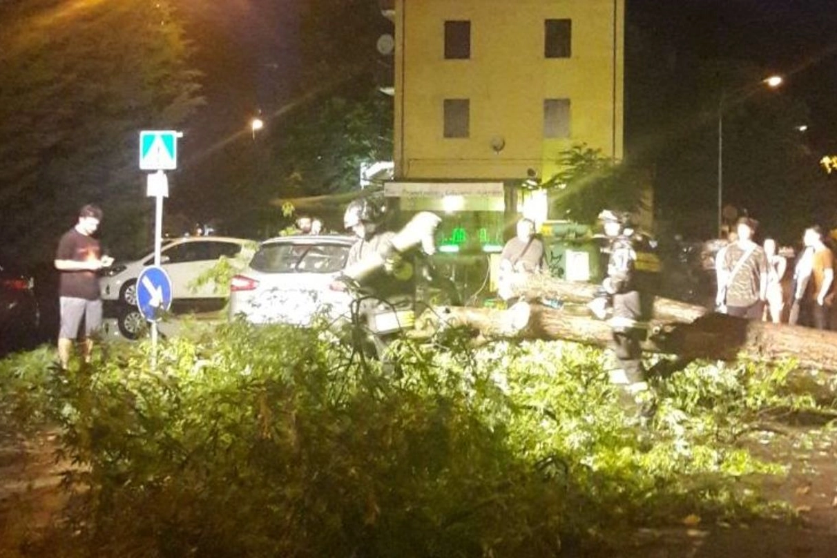 Un albero caduto in via Martiri di Minozzo (foto Andrea Fiori)