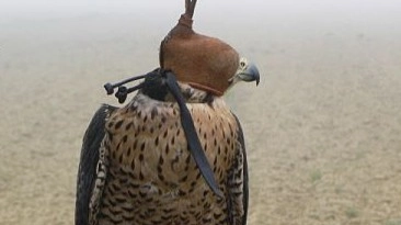 Un falco 