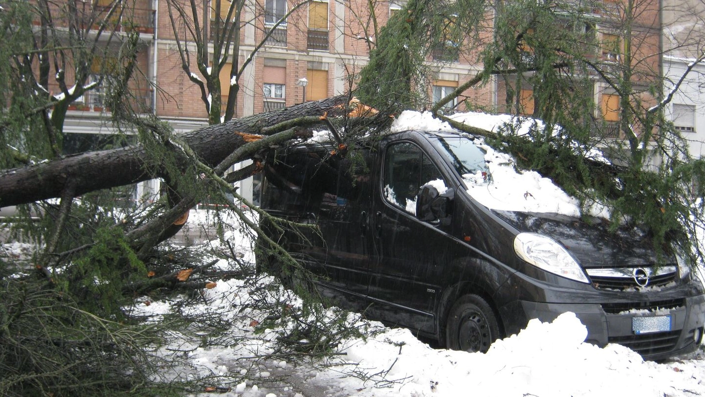 Carpi, un albero cade su un’auto (Foto Saracino)