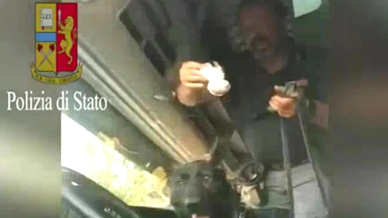 Rimini, il cane poliziotto Gimbo trova la droga sul Tir e suona il clacson