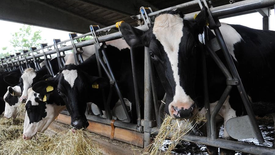 Allevamento di mucche da latte