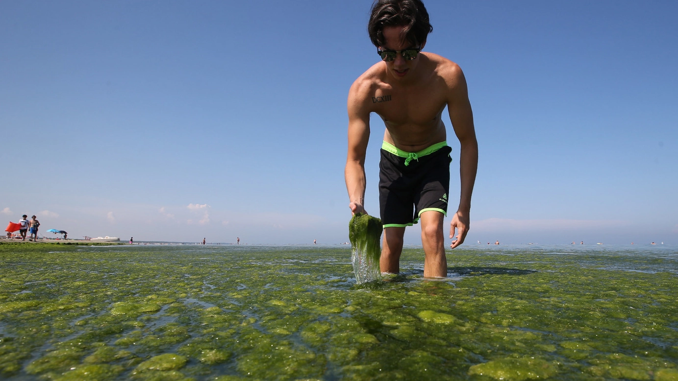Le alghe in mare 