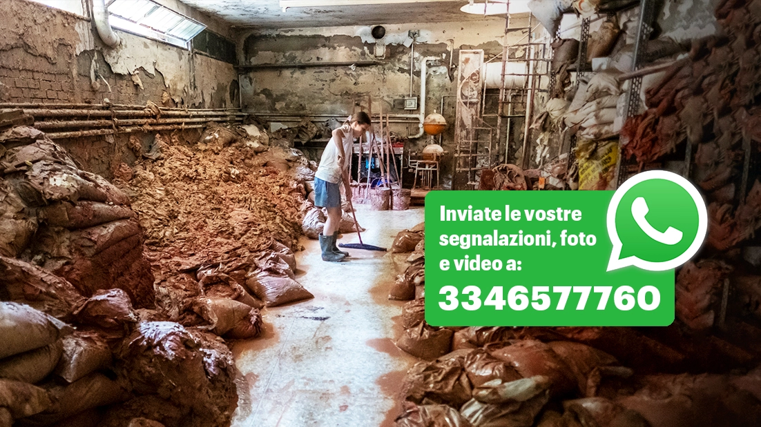 Una volontaria all’opera nel museo Zauli di Faenza (foto Tedioli). Nel logo il numero per inviare le segnalazioni via Whatsapp: 3346577760