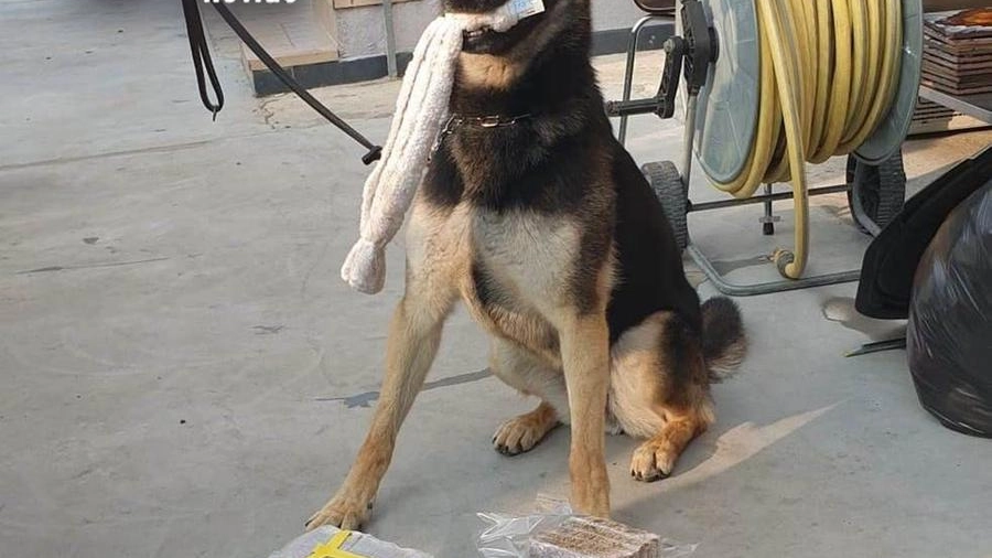 Il cane antidroga dei carabinieri che ha fiutato il bottino