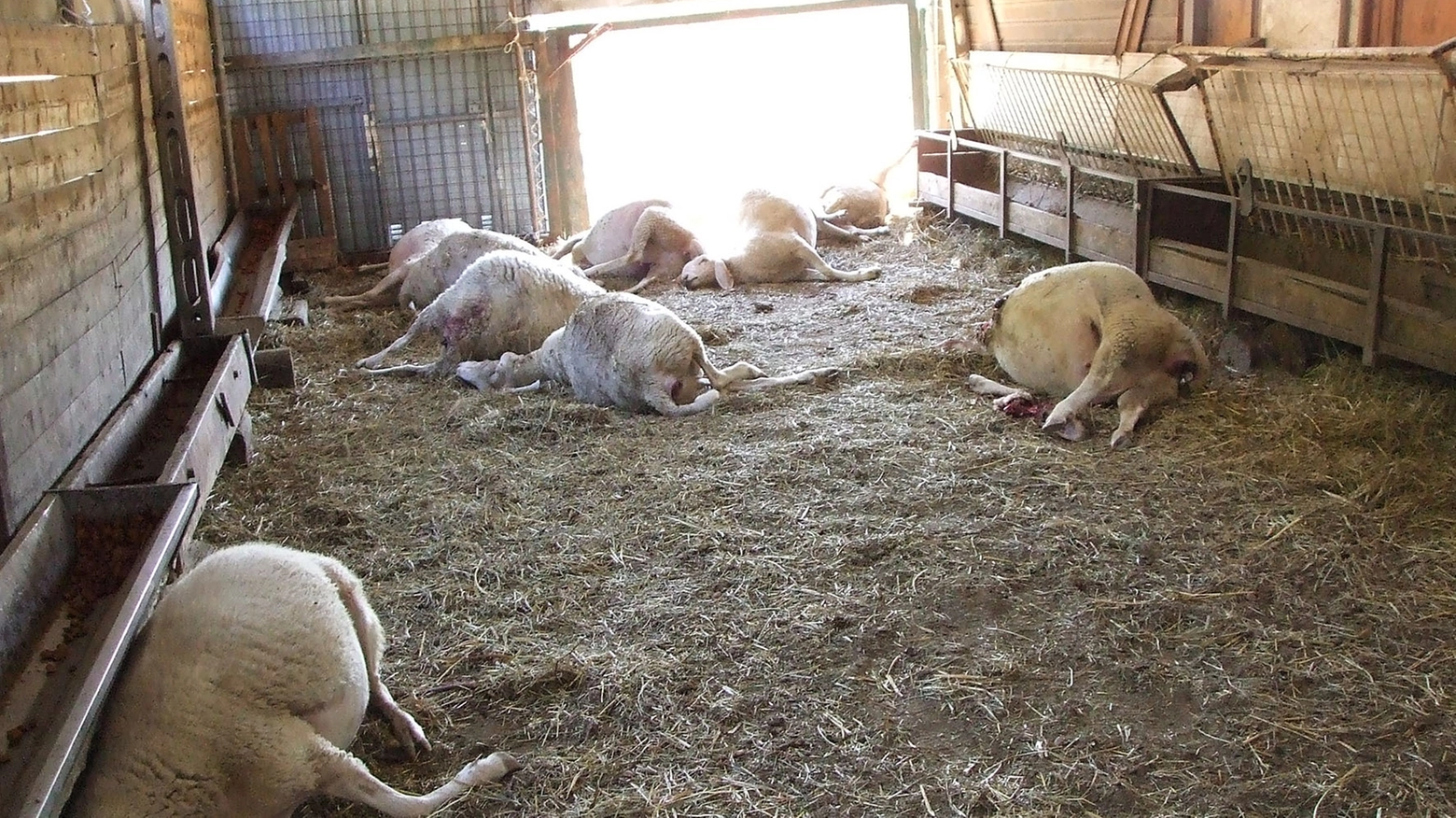 Alcune delle pecore uccise (foto Isolapress)
