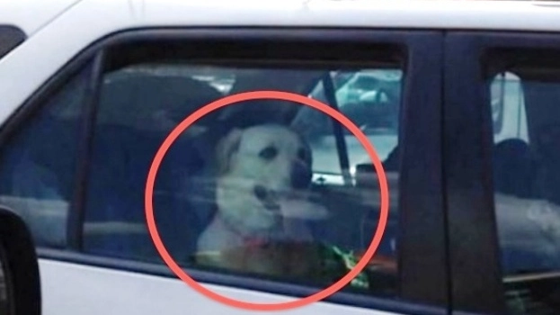 Un cane chiuso in auto (foto di repertorio)
