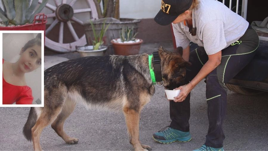 Da oggi inizieranno le ricerche con i cani addestrati dalla polizia tedesca