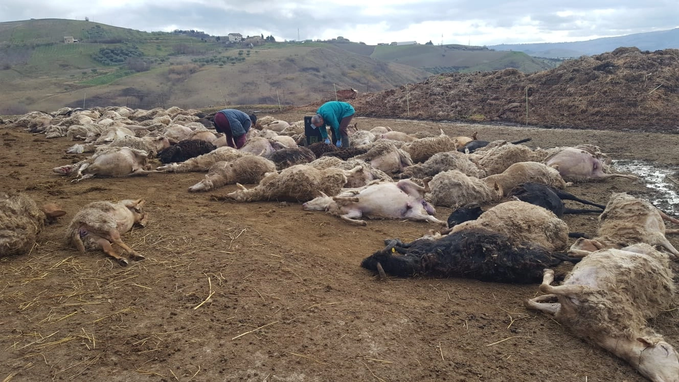 Ascoli, lupi nell'ovile: decine di pecore morte